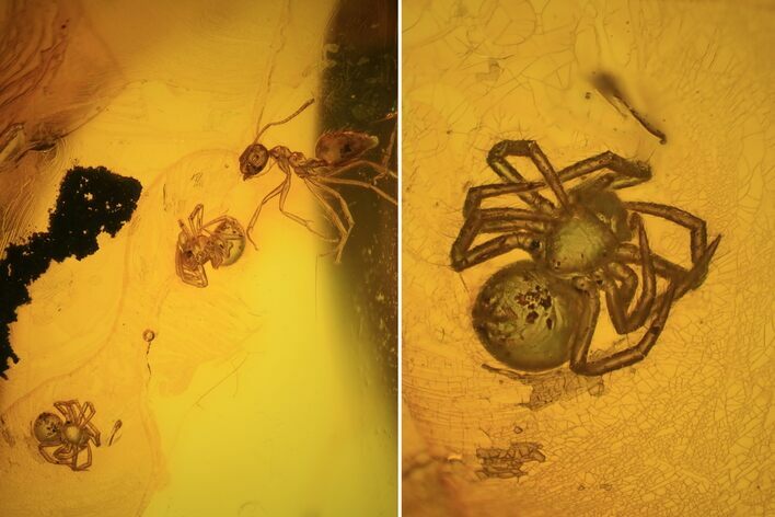 Fossil Ant (Formicidae) & Two Spiders (Aranea) In Baltic Amber #72222